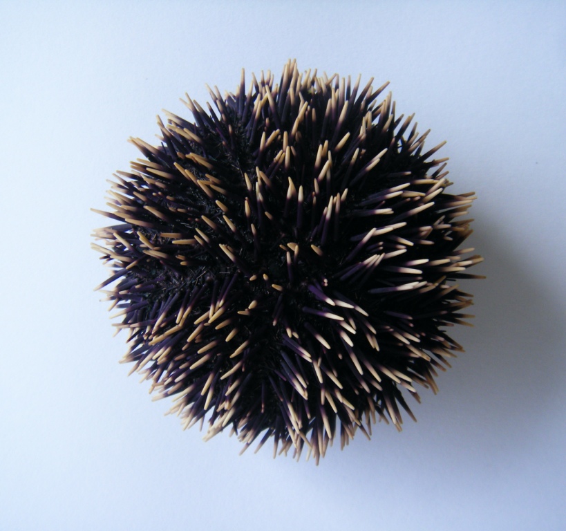 Sphaerechinus granularis e Paracentrotus lividus